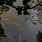 Herbstfarben im Nebel