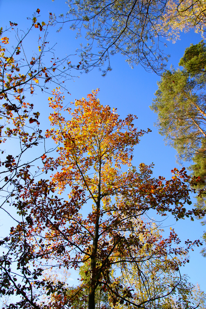 Herbstfarben im November