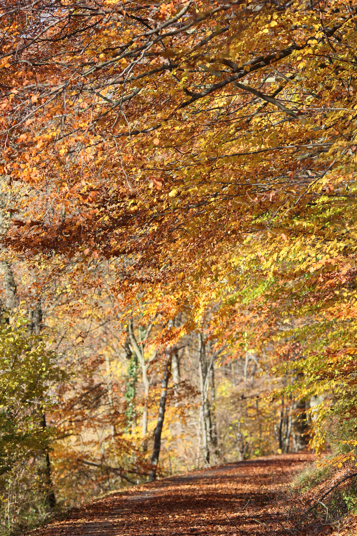 Herbstfarben im November