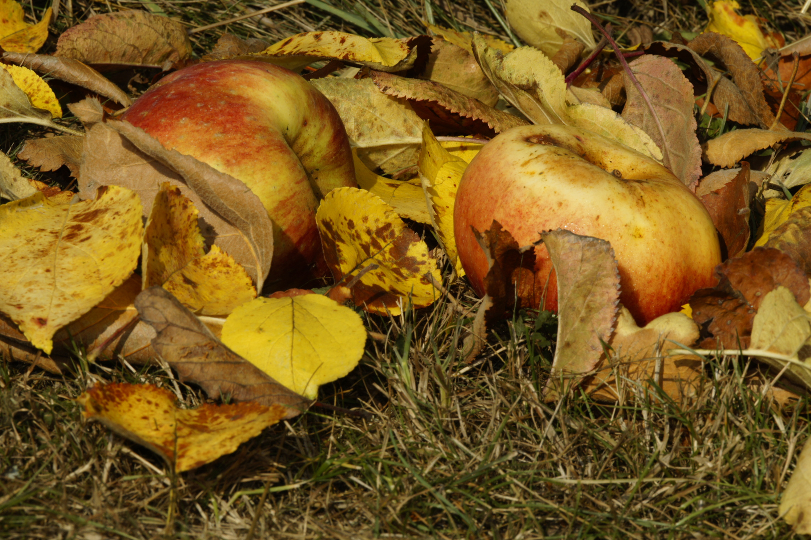 Herbstfarben im Obstgarten