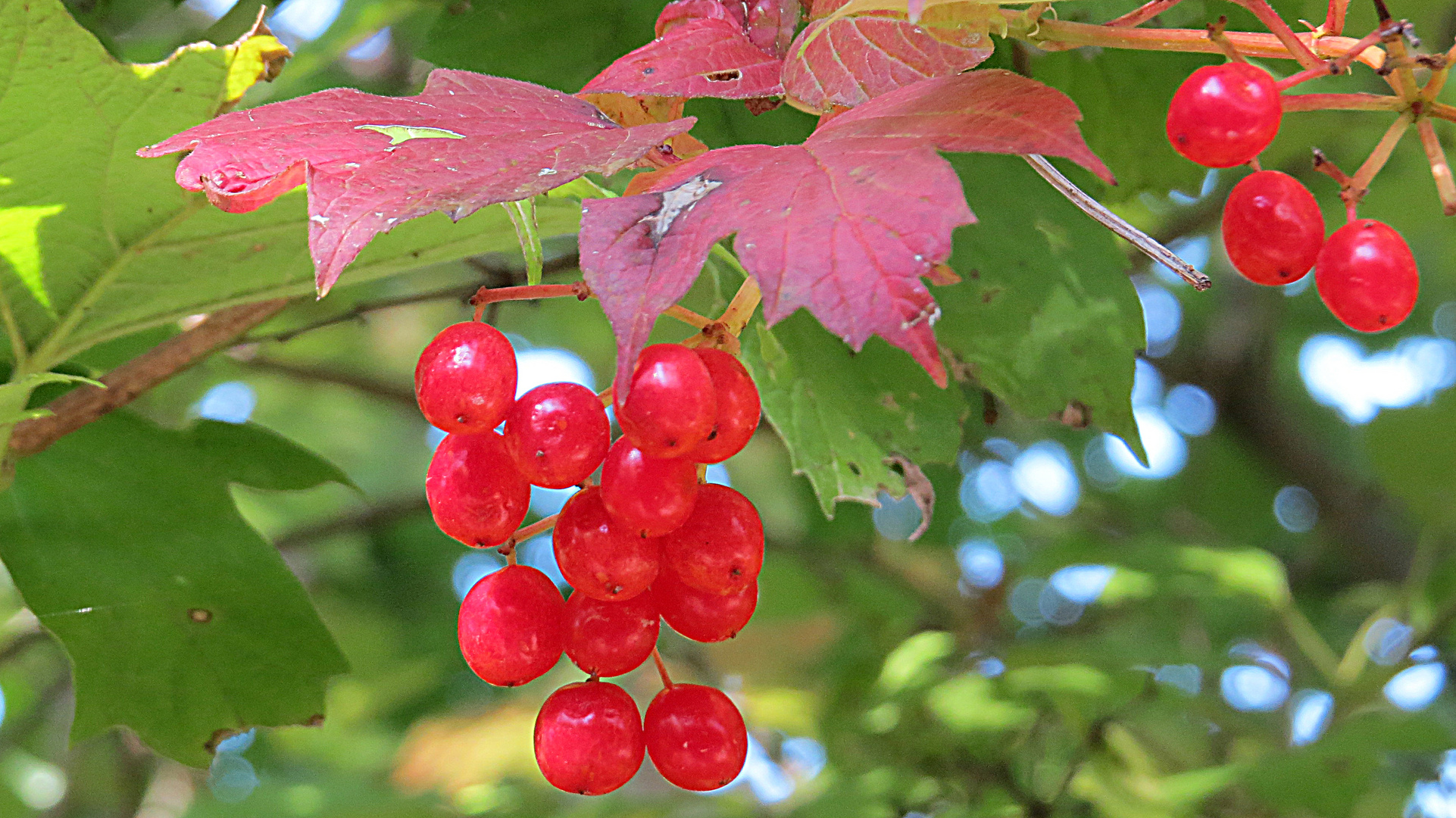 Herbstfarben im Oktober