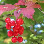 Herbstfarben im Oktober