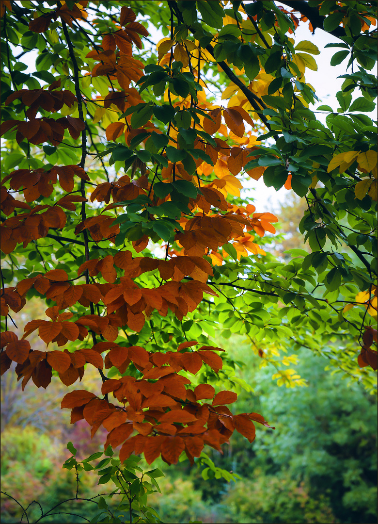 Herbstfarben im Oktober