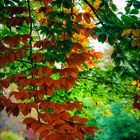 Herbstfarben im Oktober