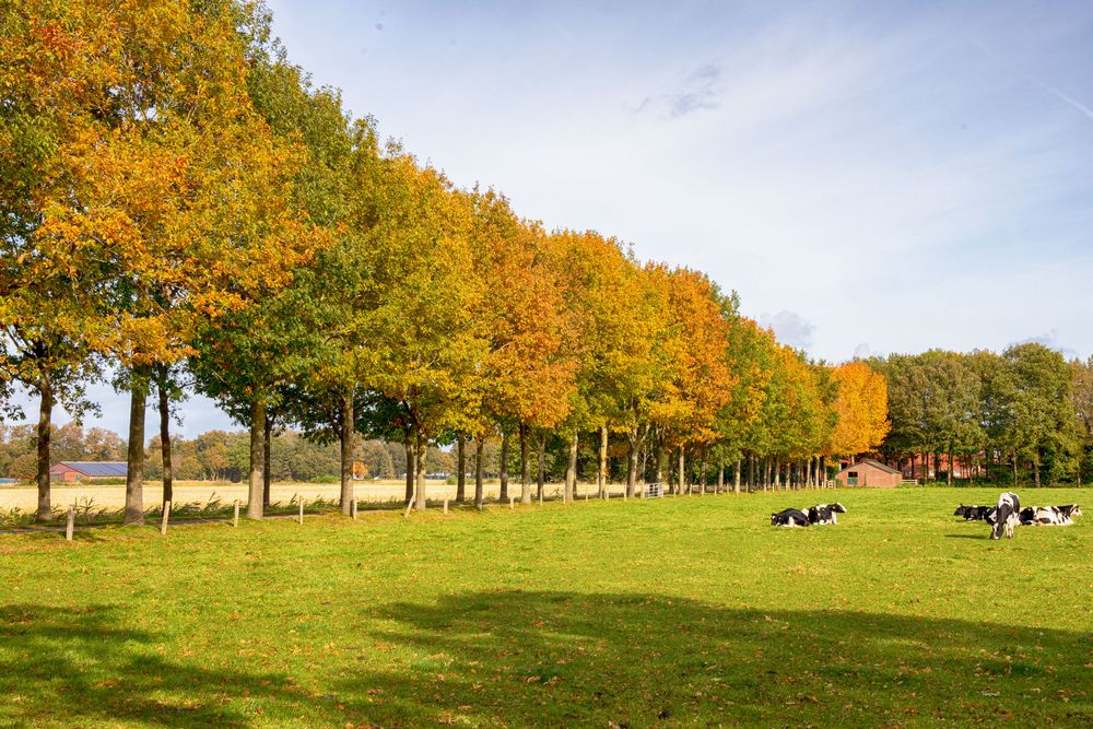 Herbstfarben im Oldenburger Münsterland