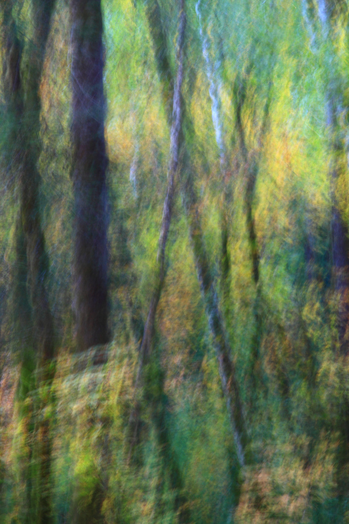 herbstfarben im regenwald