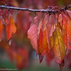 Herbstfarben im Rheingau