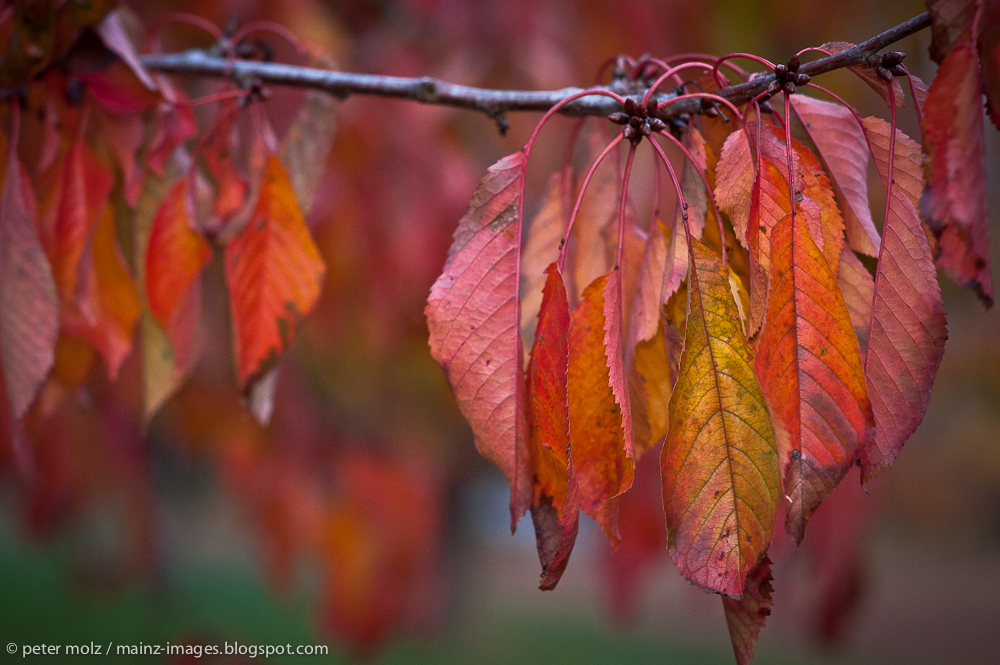 Herbstfarben im Rheingau