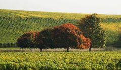 Herbstfarben im Rheingau (1)