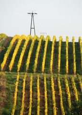 Herbstfarben im Rheingau (2)