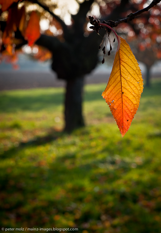 Herbstfarben im Rheingau II