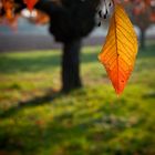 Herbstfarben im Rheingau II