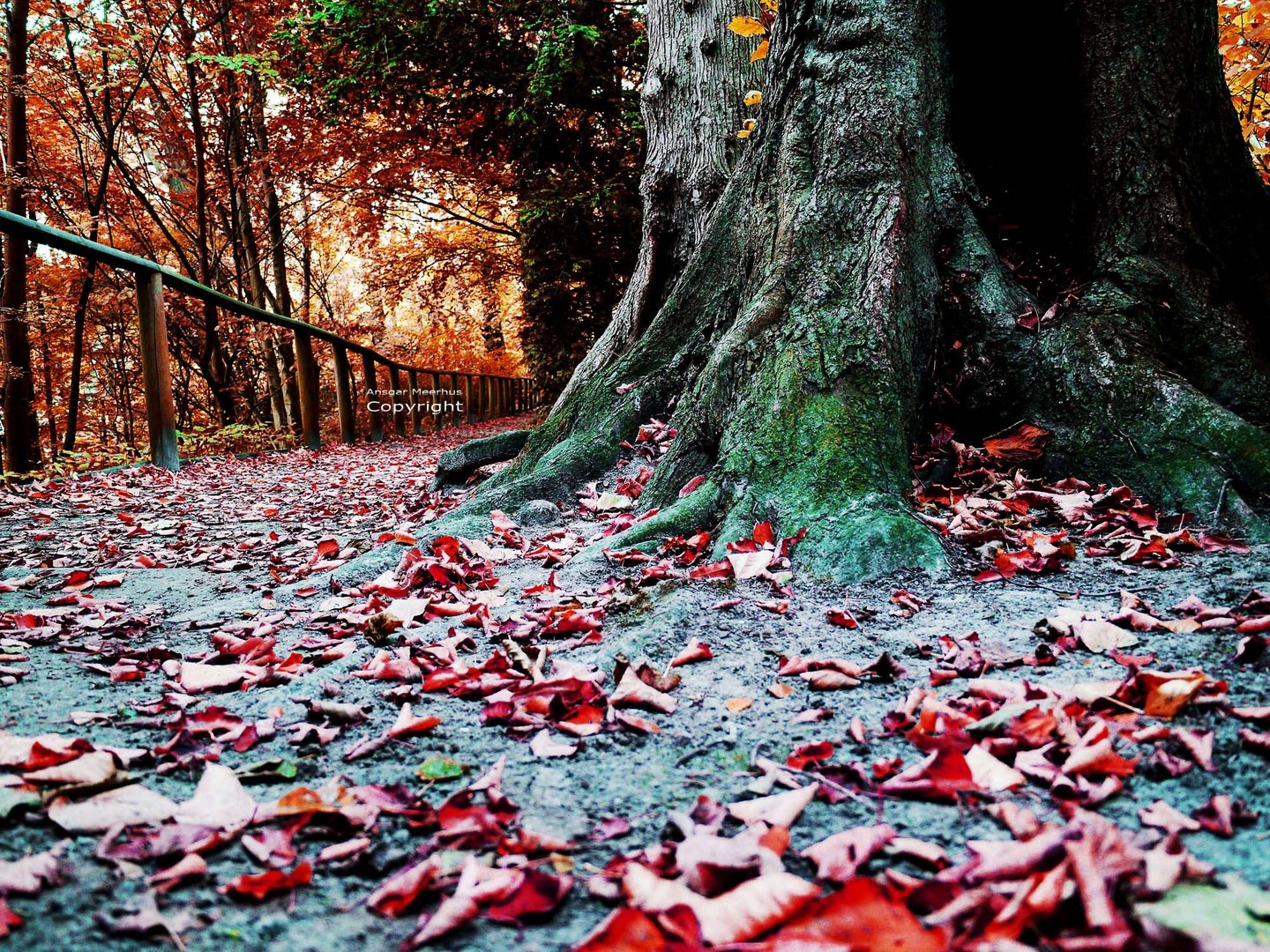 Herbstfarben im Schloßgarten