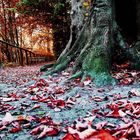 Herbstfarben im Schloßgarten