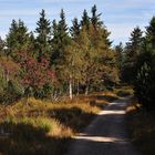 Herbstfarben im Schwarzwald