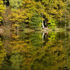 Herbstfarben im See