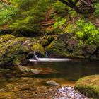 Herbstfarben im Sommer an der Oker