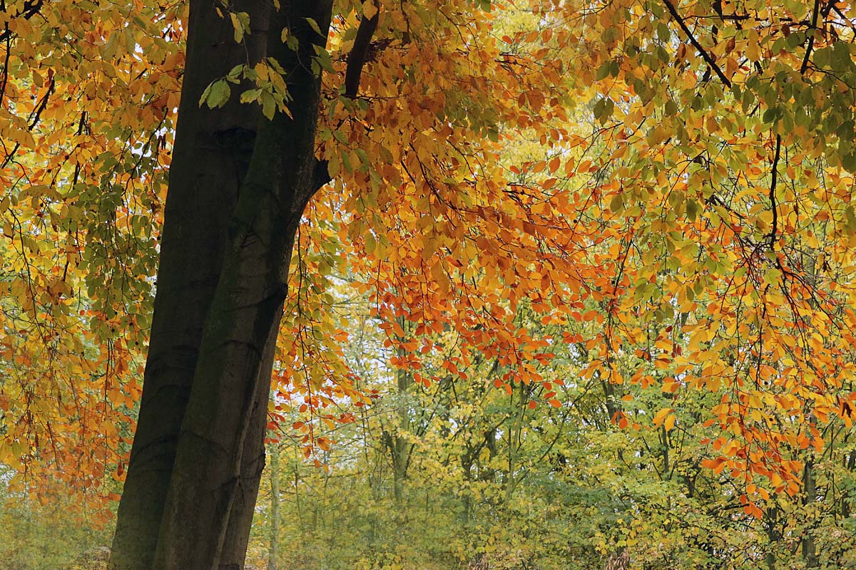 Herbstfarben im Sonnenlicht...