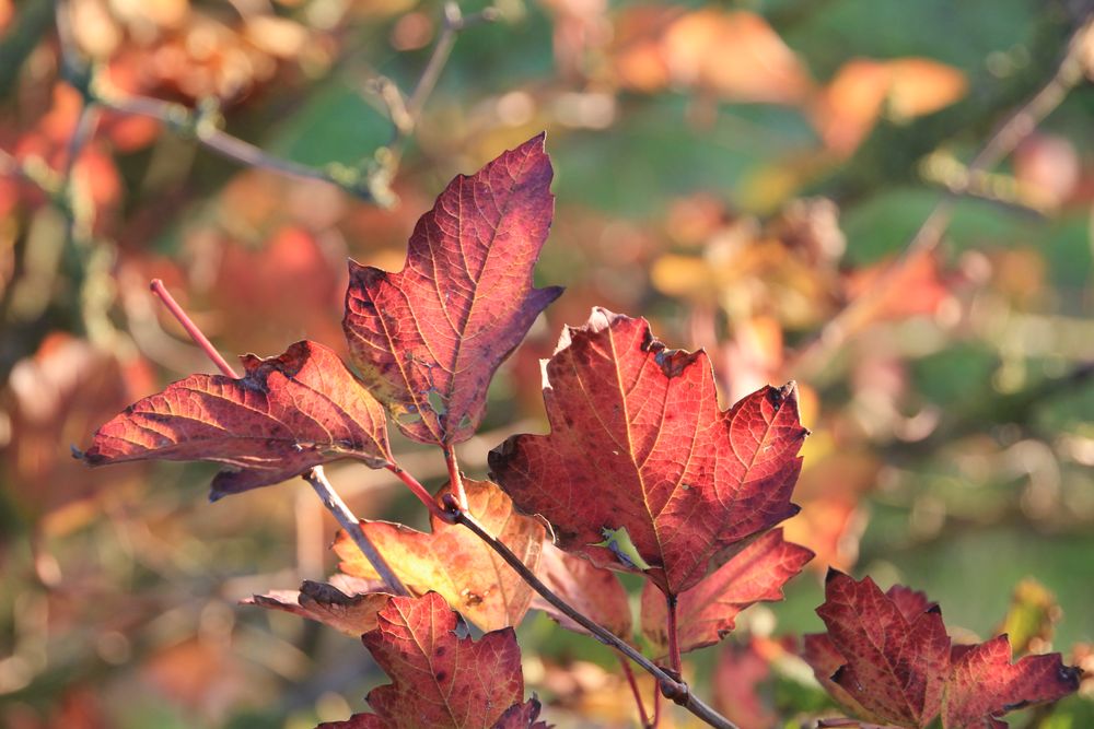 Herbstfarben im Sonnenschein