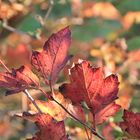 Herbstfarben im Sonnenschein