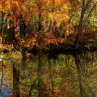 Herbstfarben im Spiegel