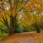 Herbstfarben im Stadt- Park