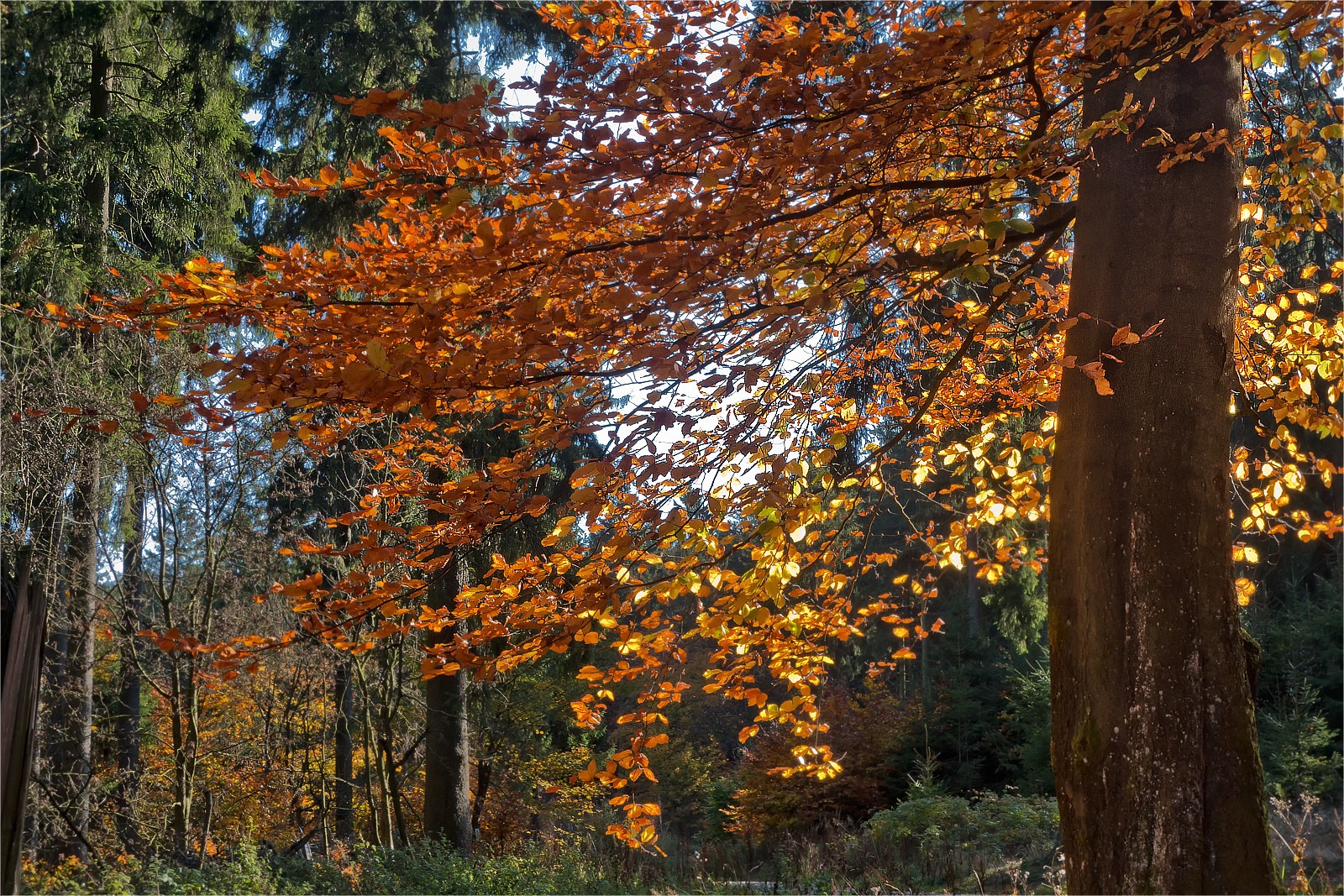 Herbstfarben im Taunus