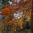 Herbstfarben im Taunus