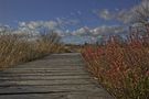 Herbstfarben im Torfmoor by Dirk Adolphs 