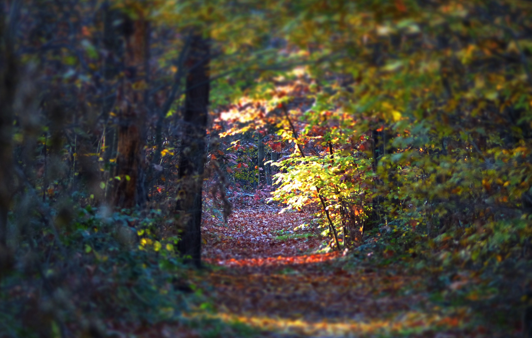 Herbstfarben im Wald