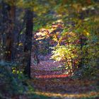Herbstfarben im Wald