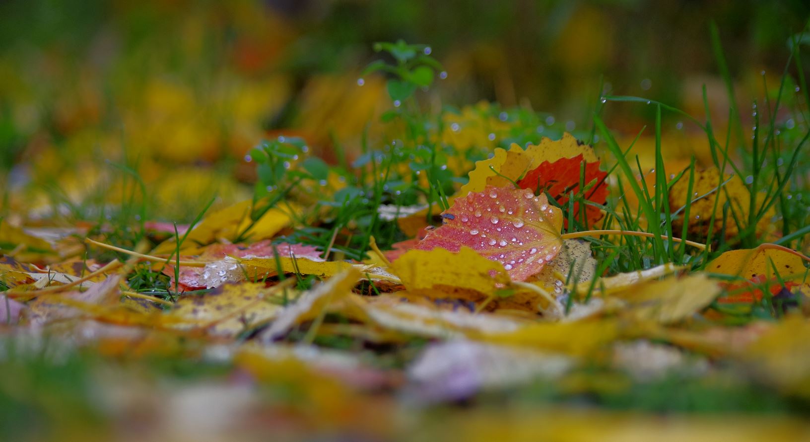 Herbstfarben im Wald