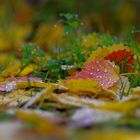 Herbstfarben im Wald