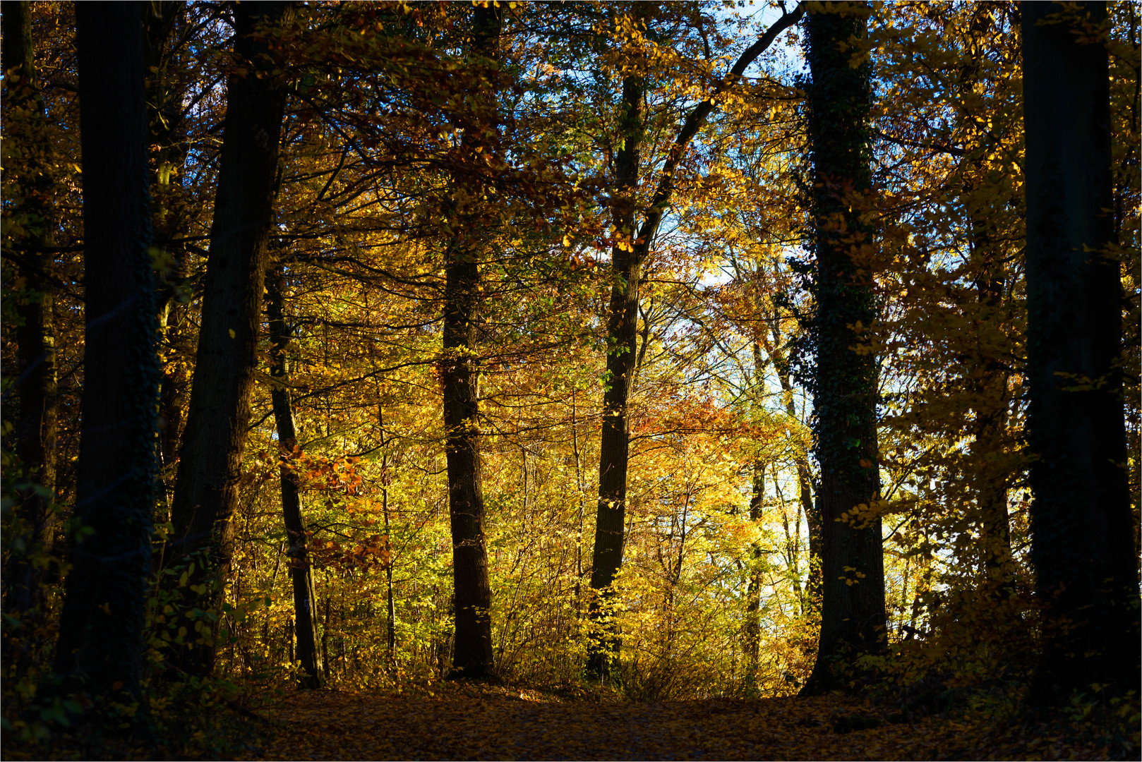 Herbstfarben im Wald