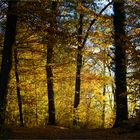 Herbstfarben im Wald