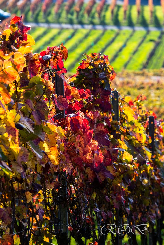 Herbstfarben im Weinberg-20171031-19686