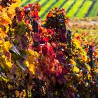 Herbstfarben im Weinberg-20171031-19686