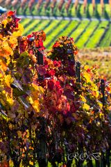 Herbstfarben im Weinberg-20171031-19686