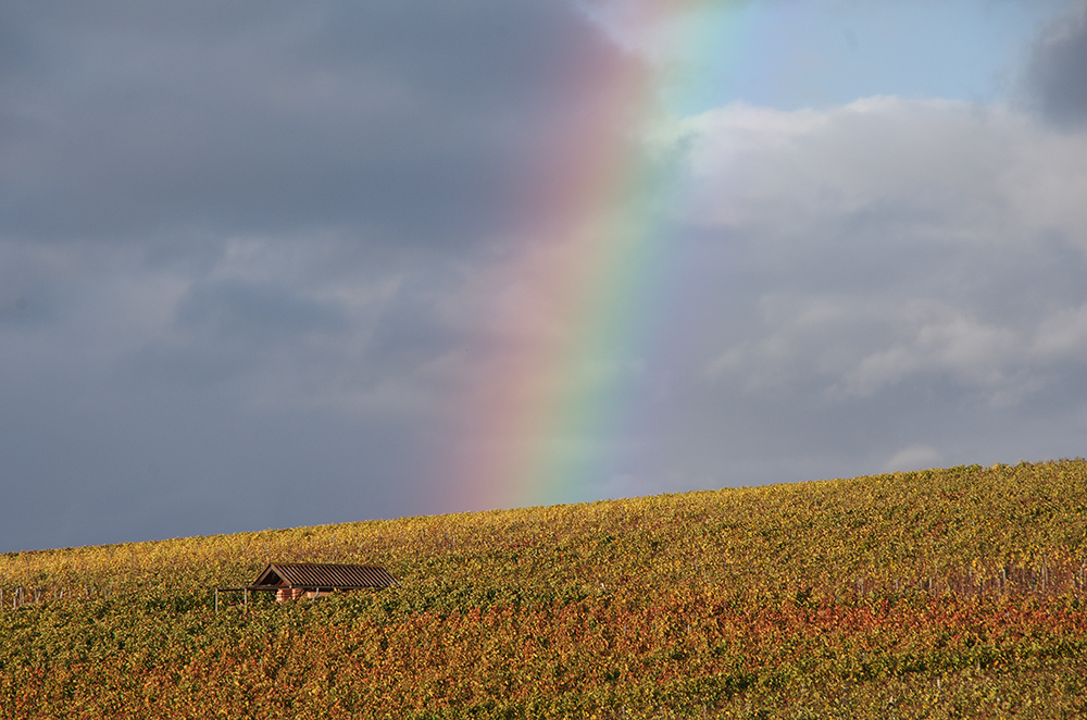 Herbstfarben im Weinberg