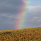 Herbstfarben im Weinberg