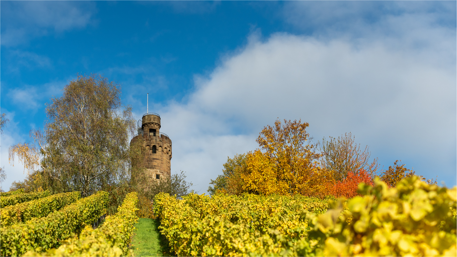 Herbstfarben im Weinberg