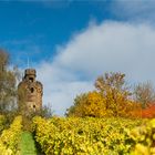 Herbstfarben im Weinberg