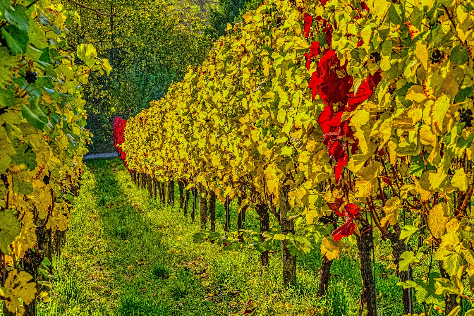 Herbstfarben im Weinberg