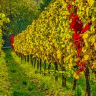 Herbstfarben im Weinberg