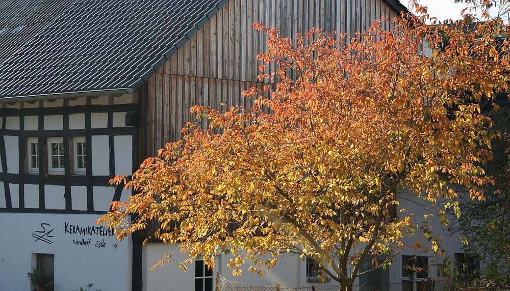 Herbstfarben im Westerwald