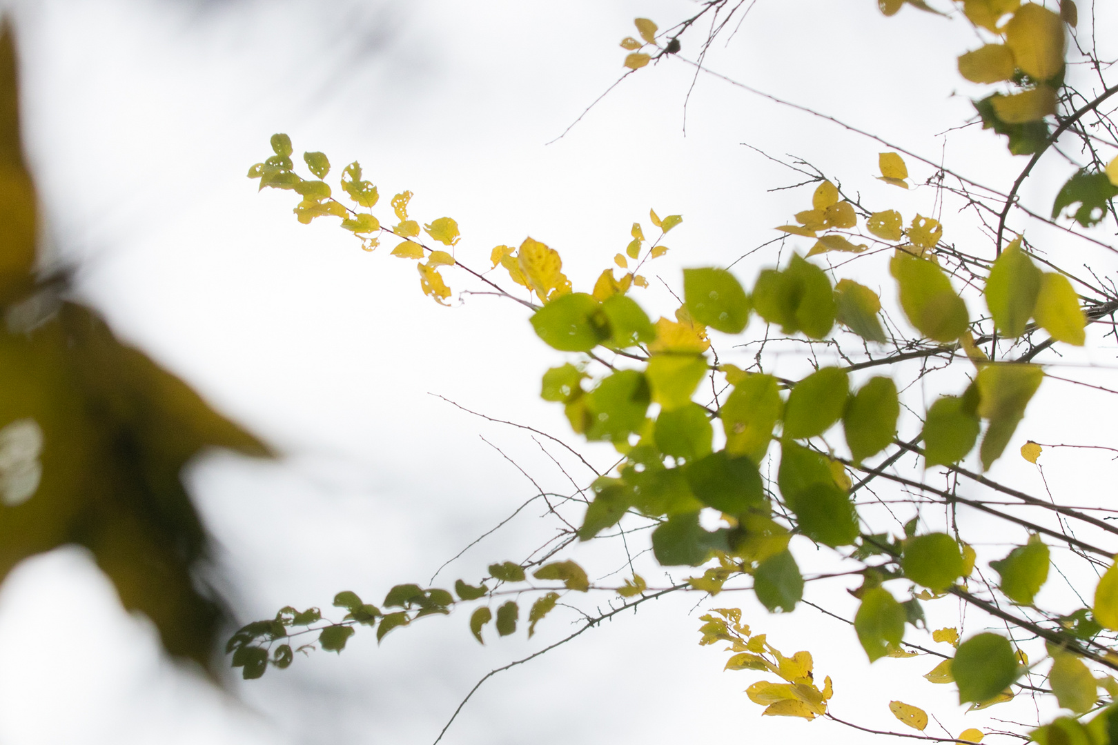 Herbstfarben im Wind