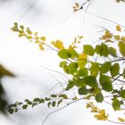 Herbstfarben im Wind