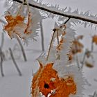 Herbstfarben im Winterkleid 3