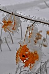 Herbstfarben im Winterkleid 3