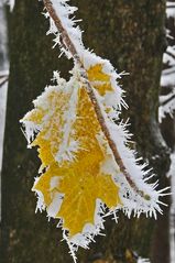 Herbstfarben im Winterkleid 4